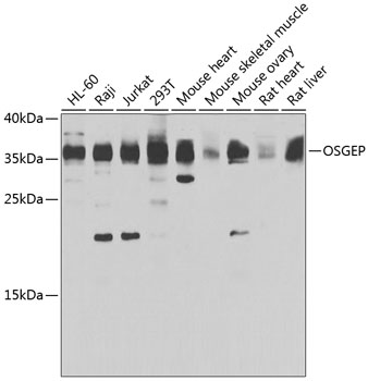 OSGEP Polyclonal Antibody