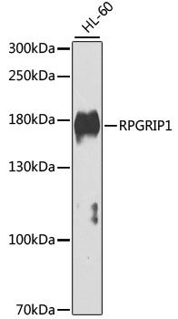 RPGRIP1 Polyclonal Antibody