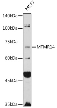MTMR14 Polyclonal Antibody