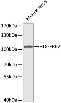HDGFRP2 Polyclonal Antibody