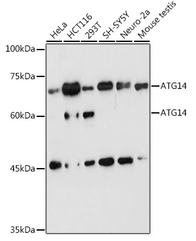 ATG14 Polyclonal Antibody