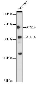 ATG14 Polyclonal Antibody