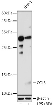 CCL3 Polyclonal Antibody