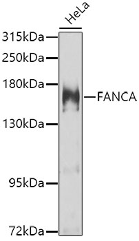 FANCA Polyclonal Antibody