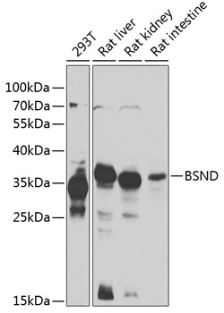 BSND Polyclonal Antibody
