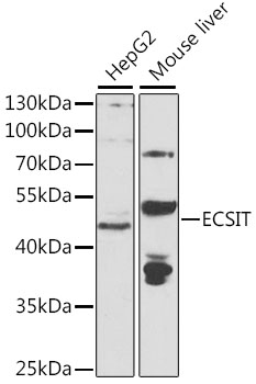 ECSIT Polyclonal Antibody