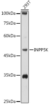 INPP5K Polyclonal Antibody