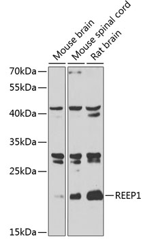 REEP1 Polyclonal Antibody