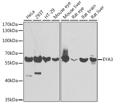 EYA3 Polyclonal Antibody