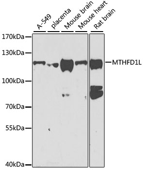 MTHFD1L Polyclonal Antibody