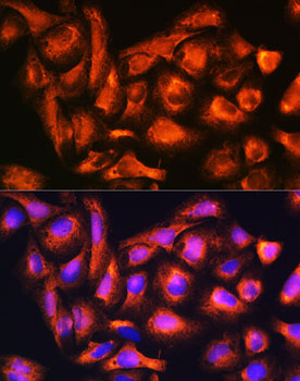 B9D1 Polyclonal Antibody