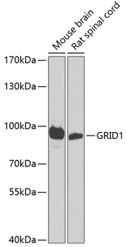 GRID1 Polyclonal Antibody
