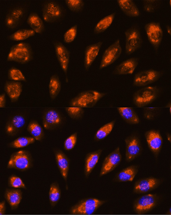 GRID1 Polyclonal Antibody
