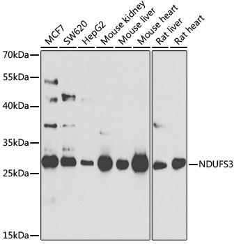 NDUFS3 Polyclonal Antibody