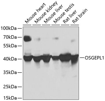 OSGEPL1 Polyclonal Antibody