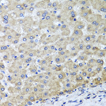 OSGEPL1 Polyclonal Antibody