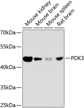 PDK3 Polyclonal Antibody