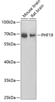 PHF19 Polyclonal Antibody