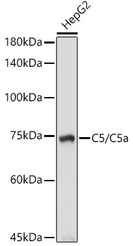 C5 Polyclonal Antibody