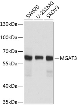MGAT3 Polyclonal Antibody