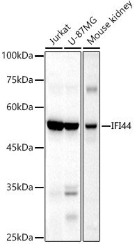 IFI44 Polyclonal Antibody