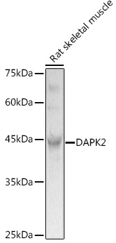 DAPK2 Polyclonal Antibody