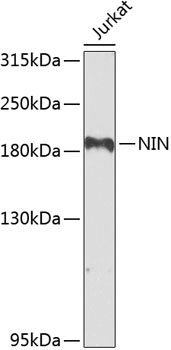 NIN Polyclonal Antibody