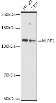 NLRP2 Polyclonal Antibody