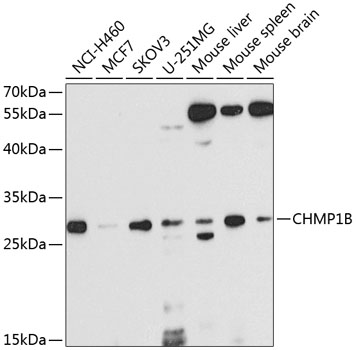 CHMP1B Polyclonal Antibody