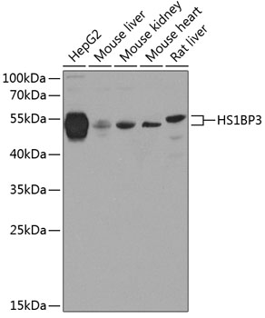 HS1BP3 Polyclonal Antibody