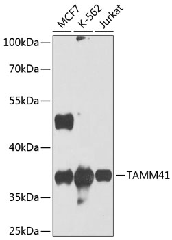 TAMM41 Polyclonal Antibody
