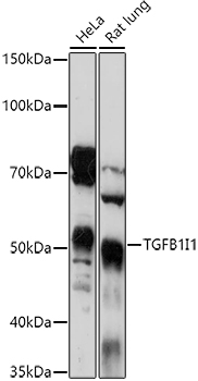TGFB1I1 Polyclonal Antibody