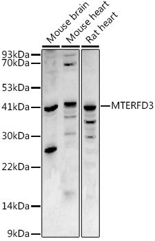 MTERFD3 Polyclonal Antibody