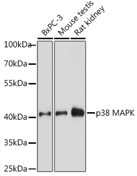 MAPK14 Antibody