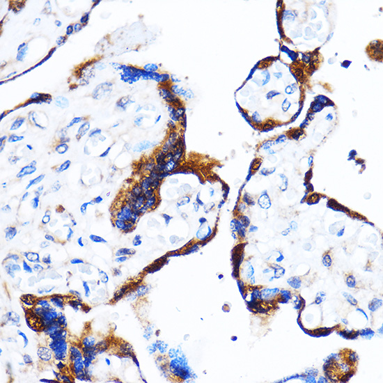 MAPK14 Antibody