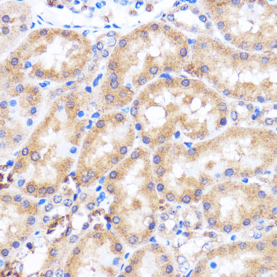 MAPK14 Antibody