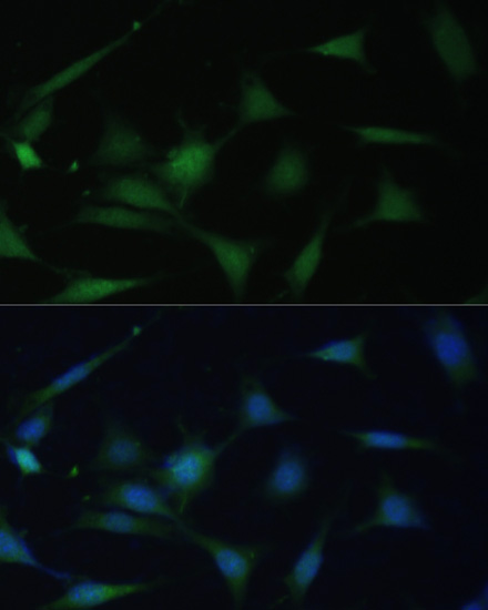 MAPK14 Antibody