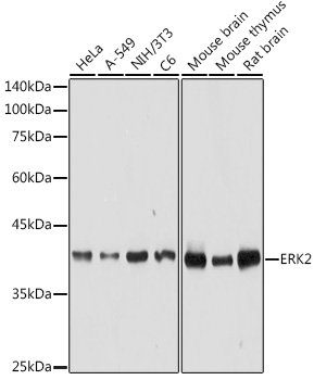 MAPK1 Antibody