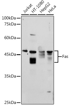 FAS Antibody