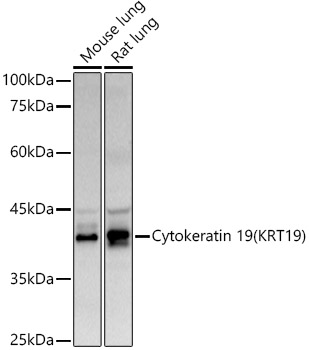 KRT19 Antibody