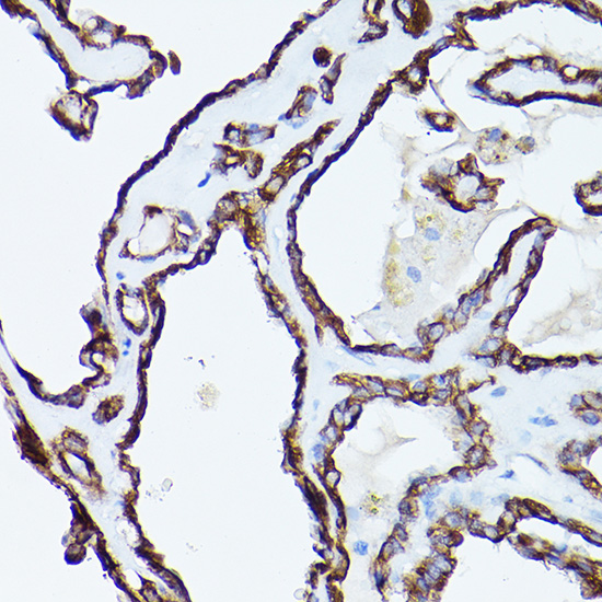 KRT19 Antibody
