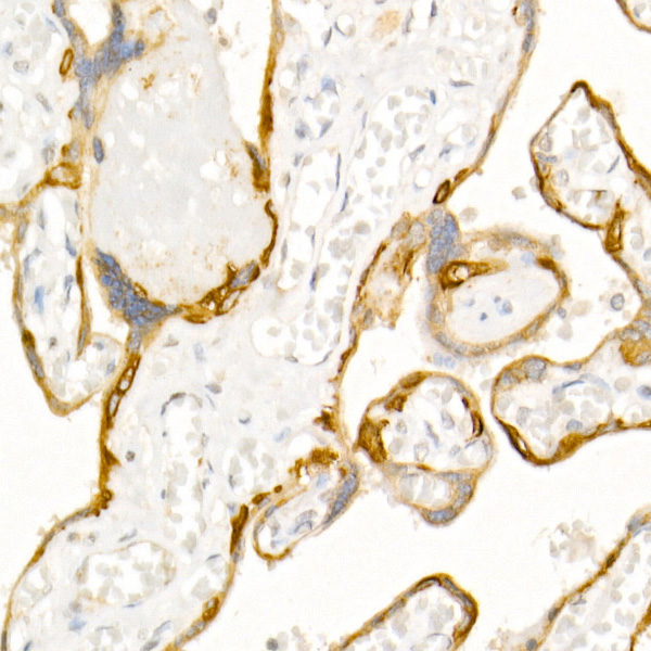 KRT19 Antibody