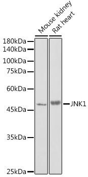 MAPK8 Antibody