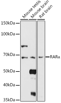 RARA Antibody