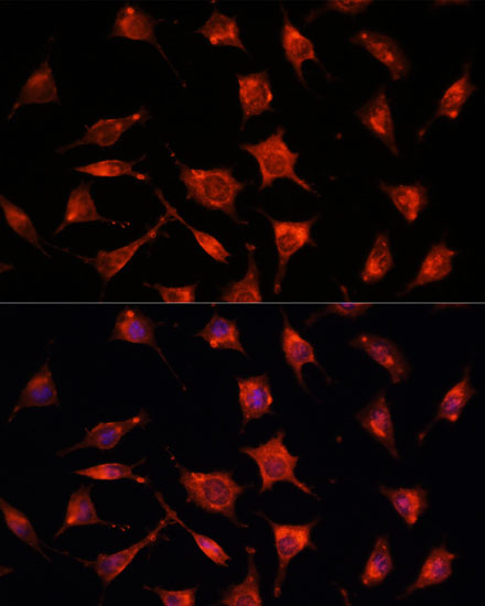 PEBP1 Antibody