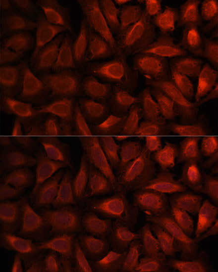PEBP1 Antibody