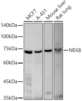 NEK8 Antibody