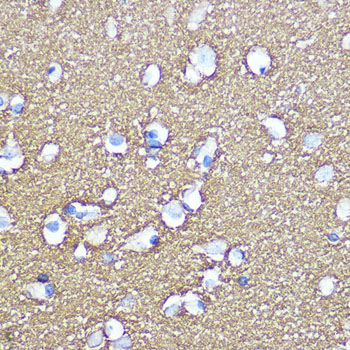 SNAP25 Antibody