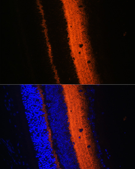 SYT1 Antibody
