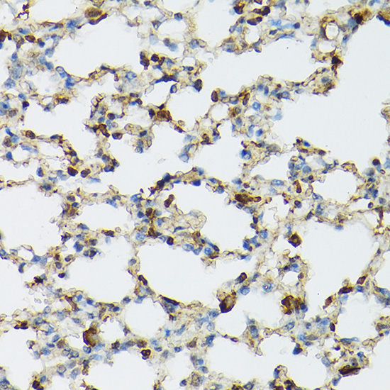 TLR1 Antibody